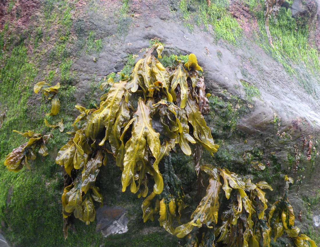 Sulle coste del Galles: le alghe